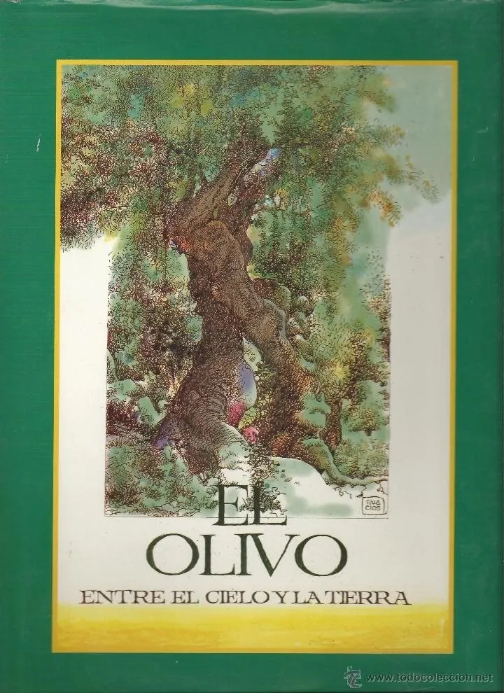 El olivo. Entre el cielo y la tierra